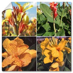 Canna edulis